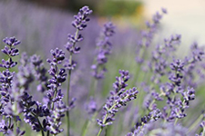 lavender 300dpi 75